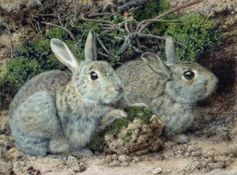 Coelhos